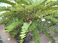 Cardboard Palm / Zamia furfuraceae